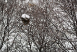 Autumn Snow on Squirrels Nest