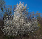 April in Connecticut 