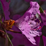 April in Connecticut  - Azalea 