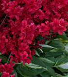 Red & Green