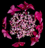 Hydrangea
