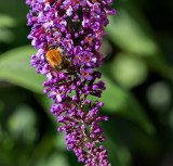 bee on flower