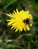 Irish dandelion and bee