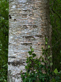 ivy climbing tree trunk