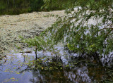 Along the River Lee