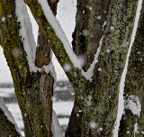 Japaneses Maple in winter storm