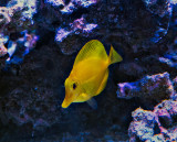 yellow fish
