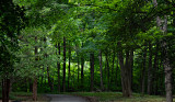 late summer greenery