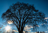 tree in winter at sundown