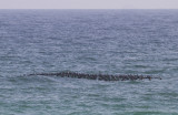 Socotra Cormorant - Arabische Aalscholver - Phalacrocorax nigrogularis