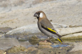 Arabian Golden-winged Grosbeak - Arabische Goudvleugelvink - Rhynchostruthus percivali