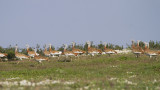 Grote Trap - Great Bustard - Otis tarda