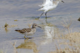 Long-toed Stint - Taigastrandloper - Calidris subminuta