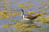 Pheasant-tailed Jacana - Waterfazant - Hydrophasianus chirurgus