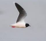 Dwergmeeuw - Little Gull - Larus minutus