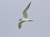 Lachstern - Gull-billed Tern - Gelochelidon nilotica