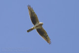 Steppekiekendief - Pallid Harrier - Circus macrourus