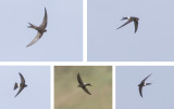 Siberische Gierzwaluw - Pacific Swift - Apus pacificus