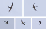 Siberische Gierzwaluw - Pacific Swift - Apus pacificus