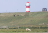 Siberische Gierzwaluw - Pacific Swift - Apus pacificus