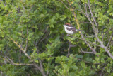 Roodkopklauwier - Woodchat Shrike - Lanius senator