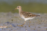 Pectoral Sandpiper - Gestreepte Strandloper - Calidris melanotos