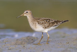 Pectoral Sandpiper - Gestreepte Strandloper - Calidris melanotos