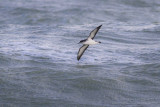 Noordse Pijlstormvogel - Manx Shearwater - Puffinus puffinus