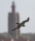 Kleinste Jager - Long-tailed Skua - Stercorarius longicaudus