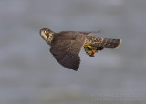 Slechtvalk - Peregrine - Falco peregrinus