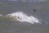 Vaal Stormvogeltje - Leach's Petrel - Oceanodroma leucorhoa