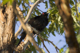 Pacific Koel - Australische Koël - Eudynamys orientalis