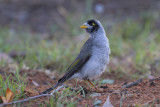 Noisy Miner - Tuinhoningvogel - Manorina melanocephala