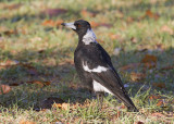 Australian Magpie - Zwartrugfluitvogel - Cracticus tibicen