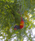 Rainbow Lorikeet - Regenbooglori - Trichoglossus moluccanus