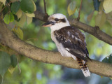 Laughing Kookaburra - Kookaburra - Dacelo novaeguineae