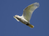 Little Corella - Naaktoogkaketoe - Cacatua sanguinea