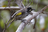 New Holland Honeyeater - Witooghoningeter - Phylidonyris novaehollandiae