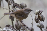 White-browed Scrubwren - Witbrauwstruiksluiper - Sericornis frontalis