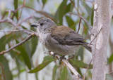 Grey Shrike-thrush - Grijze Lijsterdikkop - Colluricincla harmonica