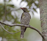 Olive-backed Oriole - Olijfrugwielewaal - Oriolus sagittatus