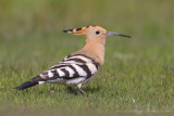 Hop - Eurasian Hoopoe - Upupa epops