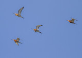 Grutto - Black-tailed Godwit - Limosa limosa