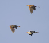 Purperreiger - Purple Heron - Ardea purpurea