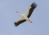 Ooievaar - White Stork - Ciconia ciconia