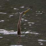 Australian Darter - Australische Slangenhalsvogel - Anhinga novaehollandiae