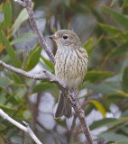 Rufous Whistler - Grijsrugfluiter - Pachycephala rufiventris