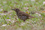 Bassian Thrush - Tasmaanse Goudlijster - Zoothera lunulata