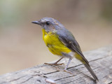 Eastern Yellow Robin - Groenstuitvliegenvanger - Eopsaltria australis