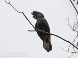 Glossy Black Cockatoo - Bruine raafkaketoe - Calyptorhynchus lathami